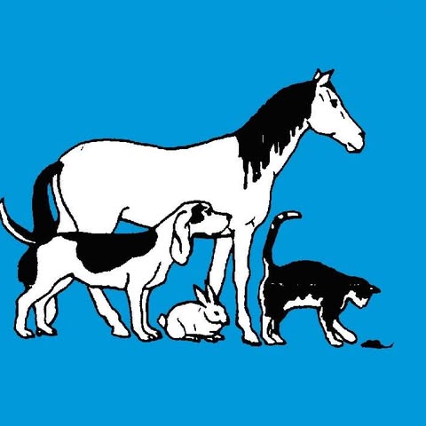 Kragga Kamma Vet